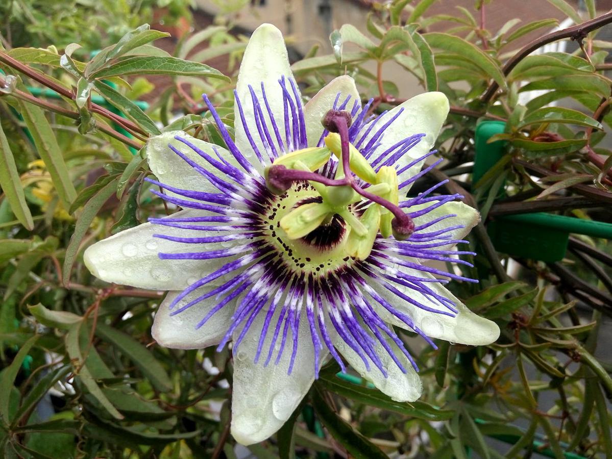 Fotos El paraíso de passifloras está en Laviana El Comercio Diario